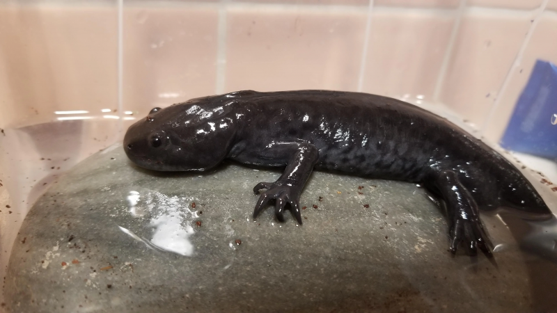 Gollum, seekor axolotl belaan yang morf kepada salamander.